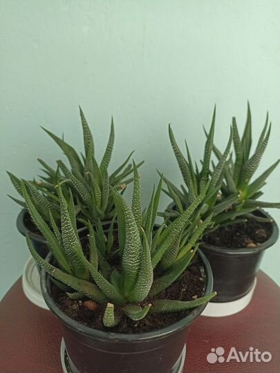 Суккуленты комнатные цветы
