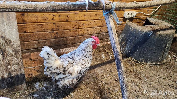 Куры. Цыплята Пушкинские