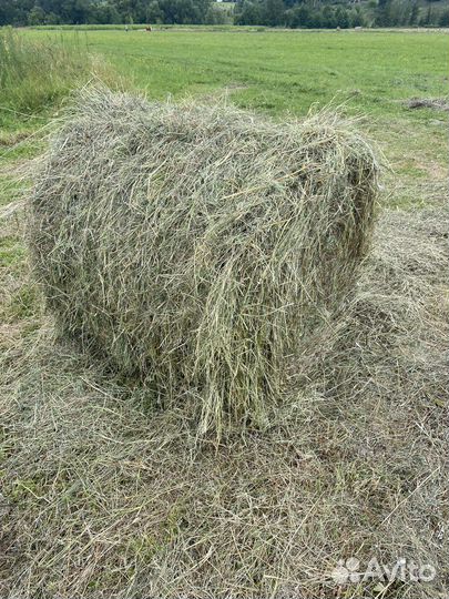 Продам сено