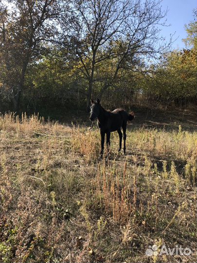 Кобыла с жеребенком
