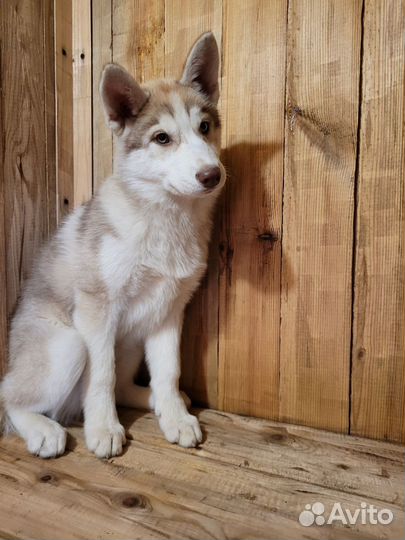 Сибирский хаски