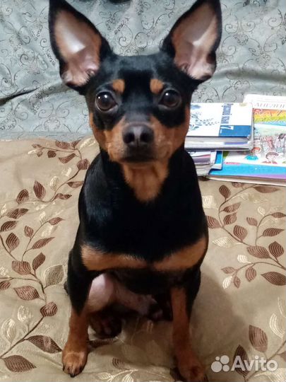 Собака для вязки