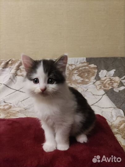 Котята на выбор) в добрые руки