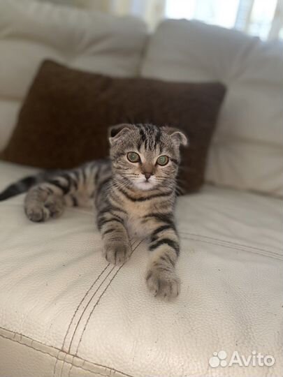 Шотландская вислоухая кошка
