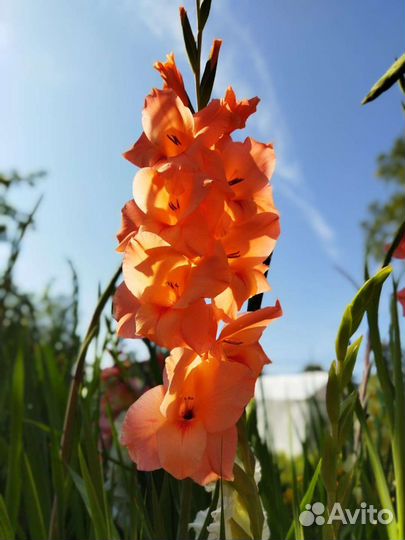 Гладиолусы