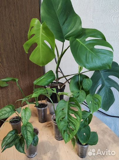 Комнатные растения