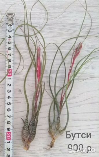 Тилландсии цветущие