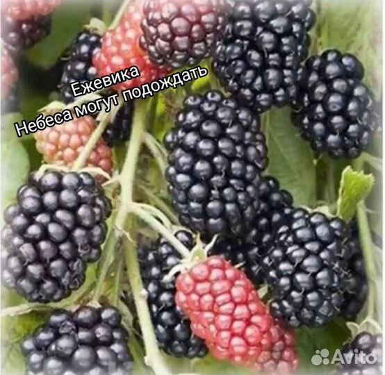 Саженцы ежевики