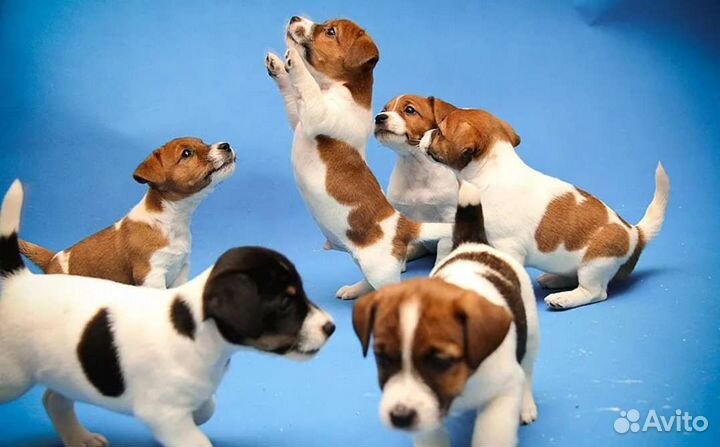 Щенки Джеки коротколапые, гладкошерстные