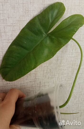 Фил парадизо верде (мраморный)