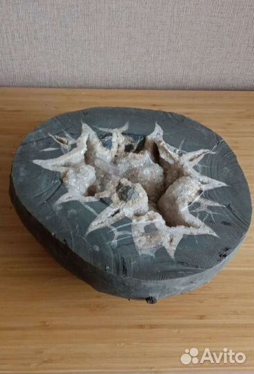 Друза септария