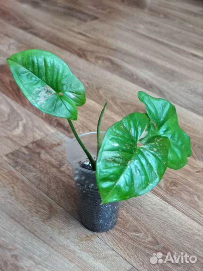 Комнатные растения цветы