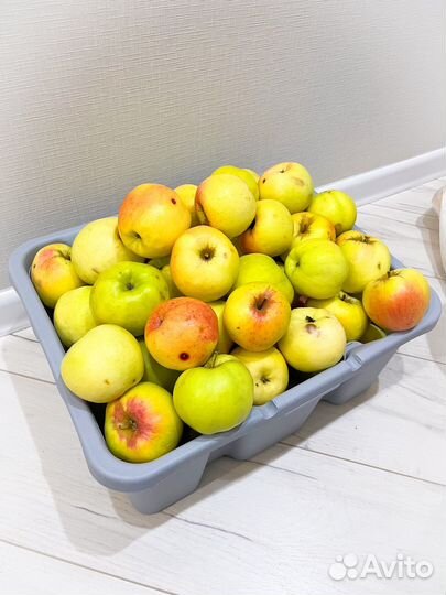 Продам домашние Яблоки