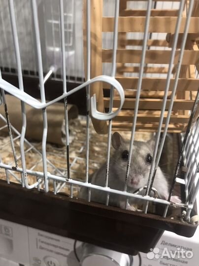 Клетка для хомяка, с хомяком, и всем что на фото