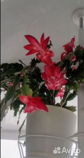 Декабрист шлюмбергера