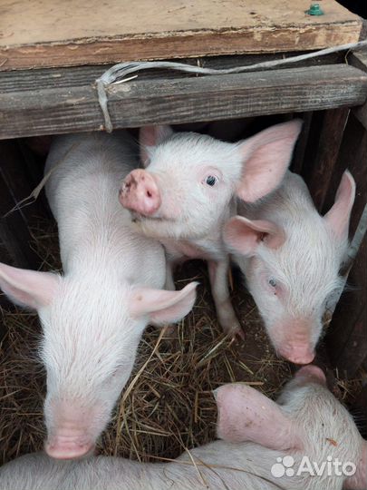 Домашние поросята