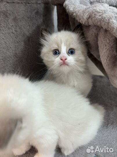 Котята рэгдолл в заботливые руки