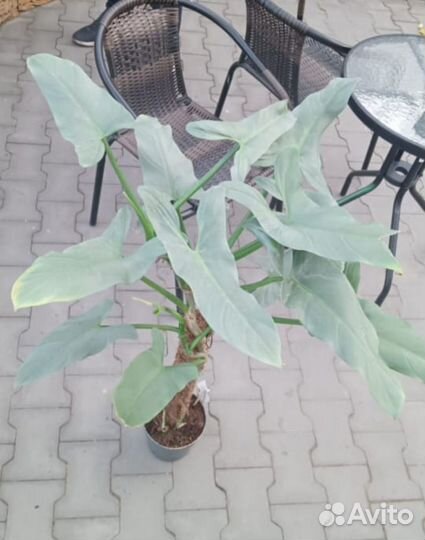 Filodendron Silver Queen