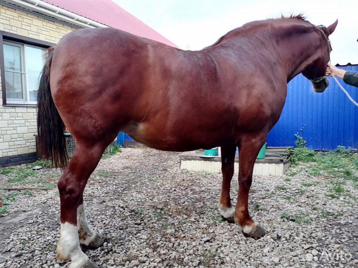 Лошадь тяжеловозной