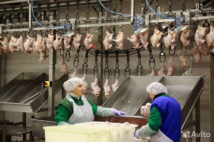 Вахта на птицефабрике, работа для пары