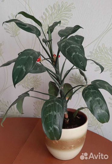 Агалаонема