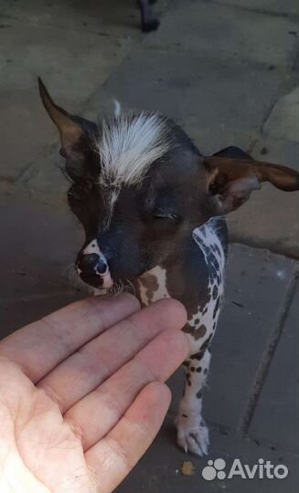 Китайская хохлатая