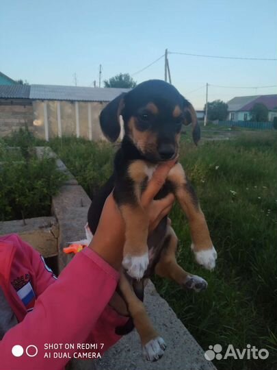 Щенки дворняжки мальчики, и девочки