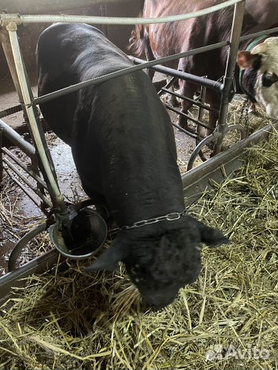 Быки стойловые