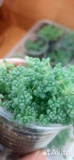 Седум дасифиллум минор