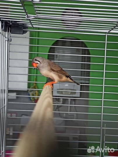 Птенцы зебровой амадины