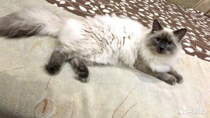 Невский маскарадный кот вязка