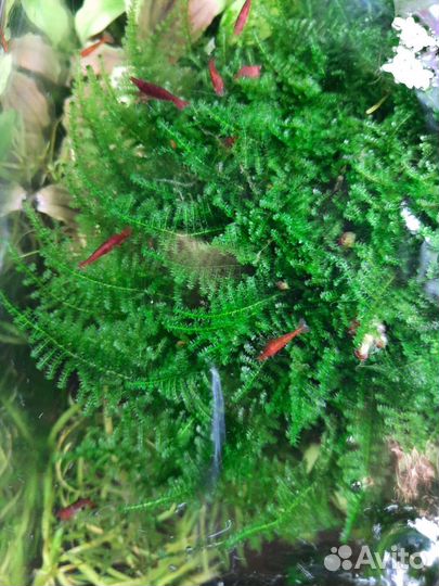 Аквариумные рыбки,растения