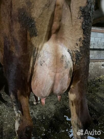 Стельные телки. Коровы