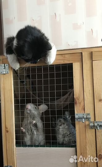 Семья шиншилл