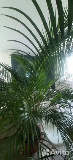 Пальма Арека Хризолидокарпус