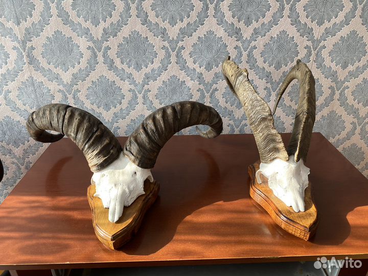 Рога череп с рогами