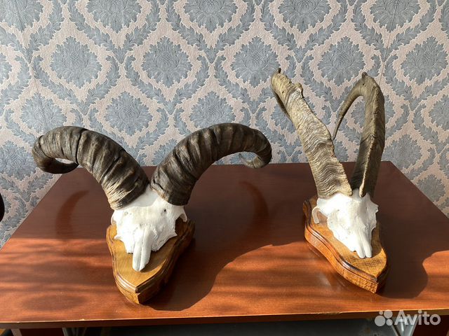 Рога череп с рогами