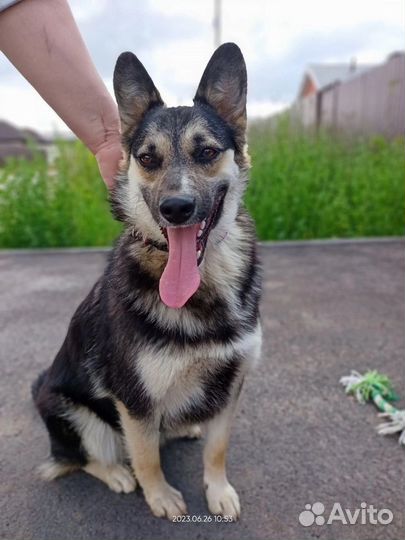 Собака Дина