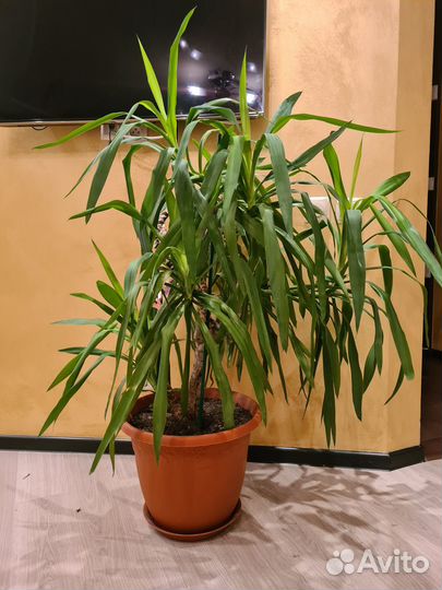 Комнатные цветы