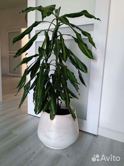 Драцена душистая