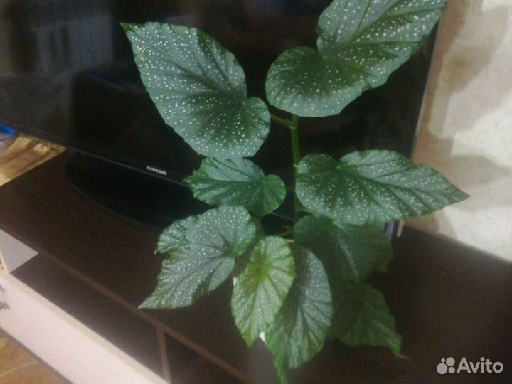 Цветы разные