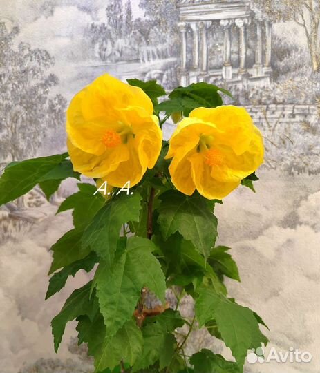 Абутилон шафран ярко-желтый