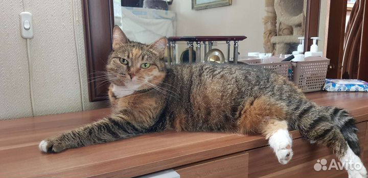 Кошка Соня 2года метиска привита стерильна