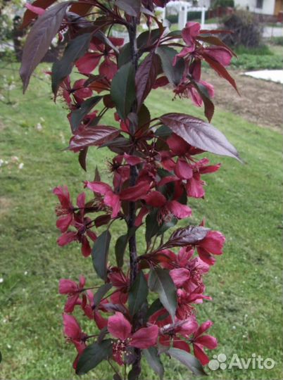 Яблоня Роялти