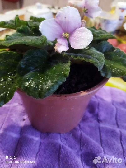 Фиалка в горшках