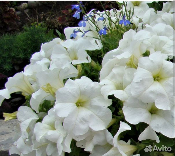 Петуния Фанфара Вайт, вегетативная, черенки