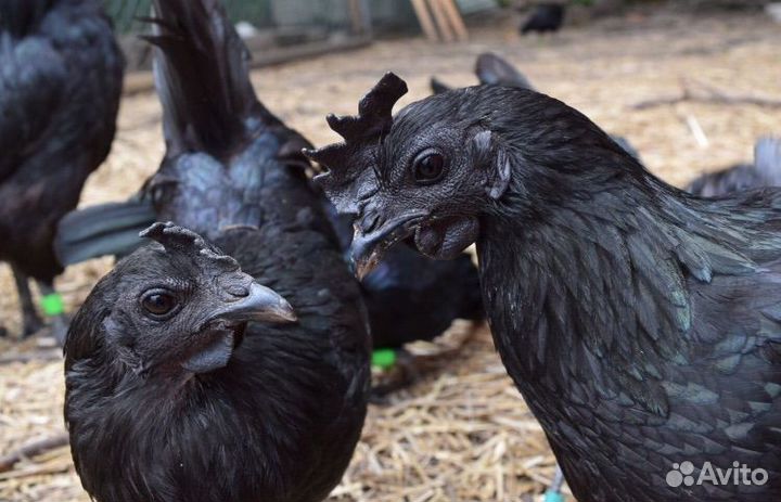 Инкубационное яйцо ухейилюй