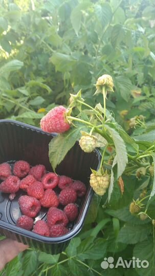 Саженцы малины полька