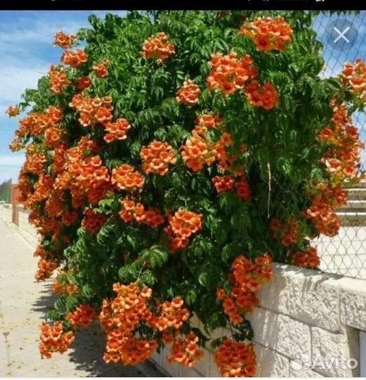 Цветущие лианы,глициния и кампсис