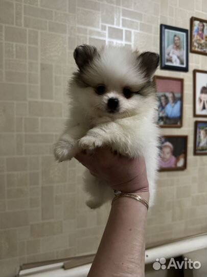 Продается шпиц